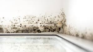 Maybe you would like to learn more about one of these? Comment Enlever La Moisissure Sur Les Murs Paris Smart Clean