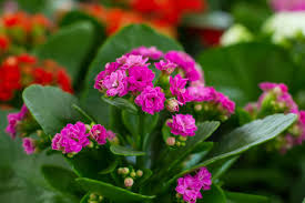 Extremely Amazing Facts About Kalanchoe Plants Kalanchoe Or Kal Un Koh Ee Or Kal Un Kee Also Written Kalanchoe Or K Plants Urban Garden Design House Plants