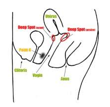 Please sign up by email to get more information about our services and products. Clitoral G Spot And Deep Spot 3 Pathways To Pleasure Laptrinhx News