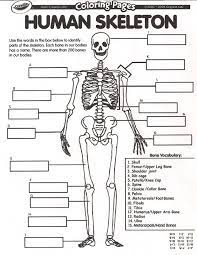 The collection of bones in the human body is called the skeletal system. August All About Me Bones The Happy Homemaker