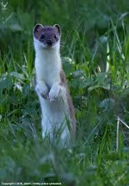 Image result for hranostaj