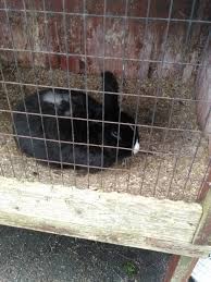 How To Care For An Outdoor Rabbit Rabbit Raising Rabbits Rabbit Care