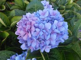 Because of their ability to flower on new wood, most reblooming hydrangeas reach relatively large sizes. Hydrangea Macrophylla Let S Dance Blue Jangles Blue Sky Nursery