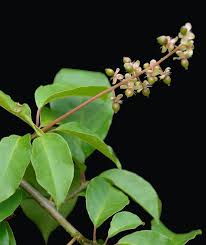 Image result for Petiveriaceae