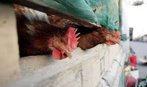 However, in the late 1990s, a new strain of bird flu arose that was remarkable for its ability to cause severe disease and death in domesticated birds, such as ducks, chickens, or turkeys. Coronavirus Vs Bird Flu Is Bird Flu Dangerous Birds Infected In China Express Co Uk