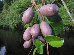 Image result for Gnetum