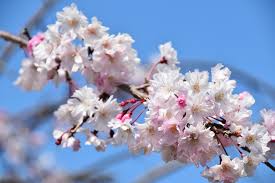 3 月 19 日 誕生 日