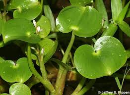 Image result for Heteranthera