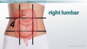 We did not find results for: The 9 Regions Of The Abdomen Video Lesson Transcript Study Com