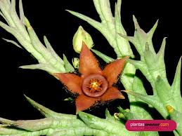 Image result for Orbea paradoxa