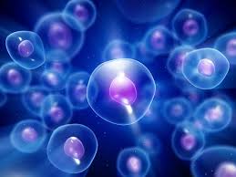 Image result for stem cells free images