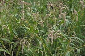 Image result for Persicaria lapathifolia