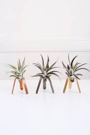 Tripod Air Plant Holder Air Plant Display Air Plant Desk Etsy Air Plant Holder Air Plant Display Plant Holders