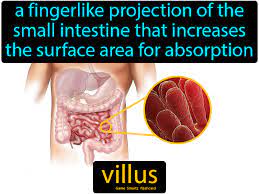 Villus Easy Science Easy Science Food For Digestion Definitions