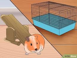If your guinea pig used to love playtime, but all of a sudden doesn't want to participate, then they may be depressed or have an underlying health problem. How To Make Your Guinea Pig Happy Without A Second Guinea Pig