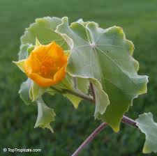 Image result for Abutilon indicum
