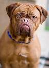 Dogue de Bordeaux Dog Breed Information and Pictures