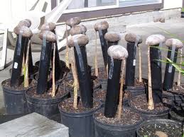 Image result for Borassus aethiopum