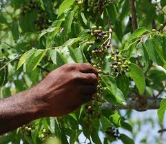 Image result for Grewia monticola