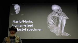 Image result for Tridactyle virginea