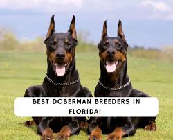 All of these experiences shape the puppies' personalities. 6 Best Doberman Breeders In Florida 2021 We Love Doodles