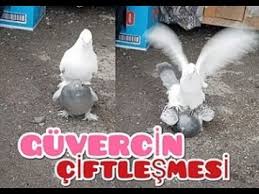 Guvercin Ciftlesmesi Youtube