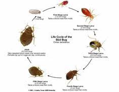 Bed bugs do not transmit disease to humans, and skin reactions to bed bug bites will vary, but most reactions are similar to those of mosquito bites. 12 The Bed Bug Co Op Ideas Bed Bugs Treatment Bed Bugs Pest Control
