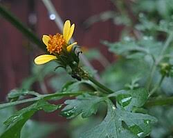 Image result for Bidens ruyigiensis