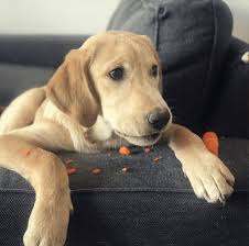 Let's break down these gorgeous color coats of the golden retriever. Goldador A Golden Retriever Labrador Mix