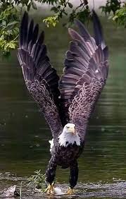 Birds That Look Like Eagles Pin By Lynda Jennings On Wings In 2020 Eagle Pictures Pet Birds Bald Eagle