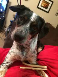 Black And White Spotted Blue Heeler Border Collie Blue Heeler Mix Heeler Heeler Mix Blue Heeler