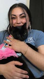 Lost all black cat in Everett, WA area