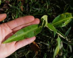 Image result for Commelina nigritana