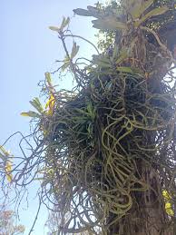 Image result for Eulophia hirschbergii