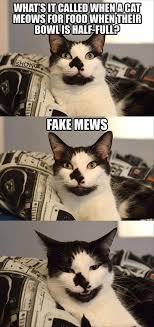 Find images of funny cat. Catsmemes Funny Animal Pictures Cat Memes Cats Funnycatsjust Like Cat Funniest Animals Cat Fun Cat Funny Funny Animal Pictures Funny Animals Cat Memes
