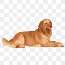 Golden Retriever Png Images Vector And Psd Files Free Download On Pngtree What makes the golden retriever dog so popular? golden retriever png images vector