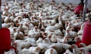 And sojitz global investment b.v. Ppi Kembangkan Serapan Livebird Peternak Mandiri Republika Online