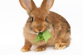 Fruits Et Legumes Recommandes Pour Le Lapin Lapin Et Lapin Nain Lapin Nain Lapin Nourriture Lapin