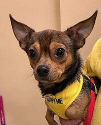 Contact north paw stray foundation on messenger. Durham Nc Chihuahua Meet Dipper A Pet For Adoption Pet Adoption Chihuahua Pets