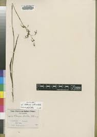 Image result for Eggelingia clavata