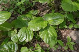 Image result for Cyphostemma barbosae