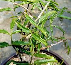 Image result for Cyphostemma adenocaule