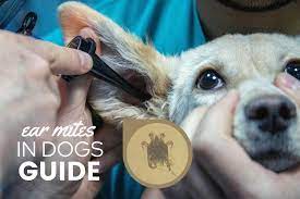 Ear Mites In Dogs Symptoms Treatment Prevention Risks Remedies Canine Bible