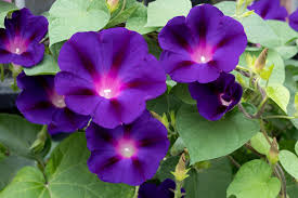 Image result for Ipomoea oenotherae