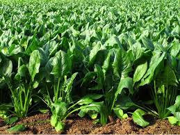 Image result for Spinacia oleracea