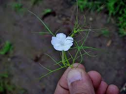 Image result for Rhamphicarpa