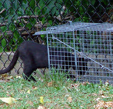 Once you have the live trap and are prepared to catch the cat, line the bottom of the trap with newspaper and bait it with food. Neighborhood Cats How To Tnr Hard To Catch Cats