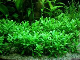 We did not find results for: Bacopa Monnieri Compact Flowgrow Wasserpflanzen Datenbank