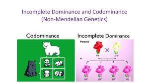 Both codominant alleles are shown with upper case letters in genetic . Genetic Probabiliteis Ppt Download