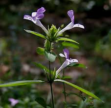 Image result for Barleria